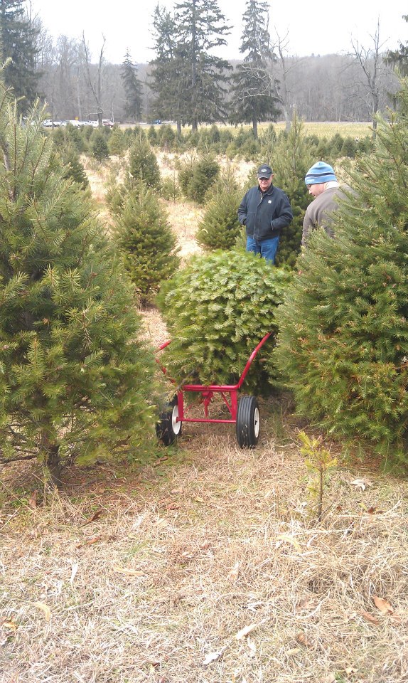 About Us Photo Two people putting a Christmas tree on a wagon in a Fir Tree Field