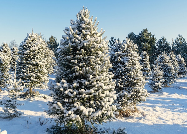 Snow covered trees at a Christmas tree farm. Snow covered trees at a Christmas tree farm.