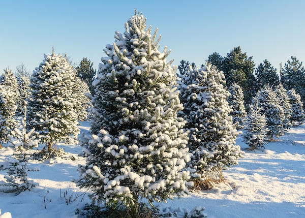 Snow covered trees at a Christmas tree farm.