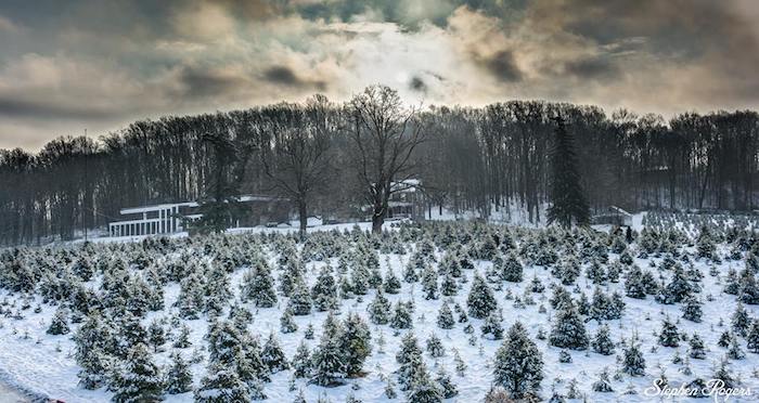 Snow covered field of fir trees in West Chester